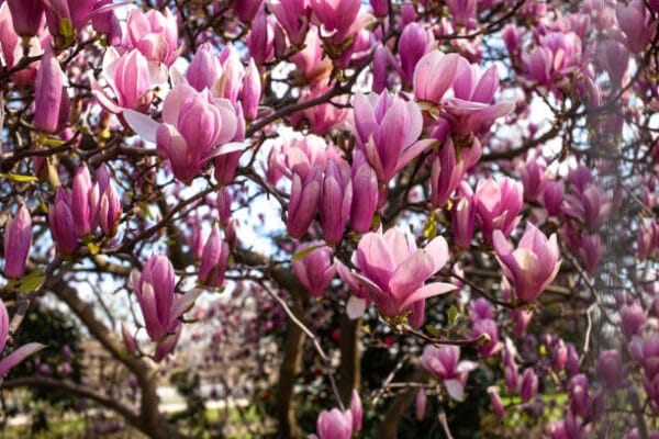 Magnolia obovata 'Purpurea' (à feuilles caduques)