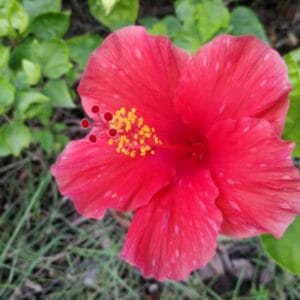 Hibiscus syriacus 'Eruption'