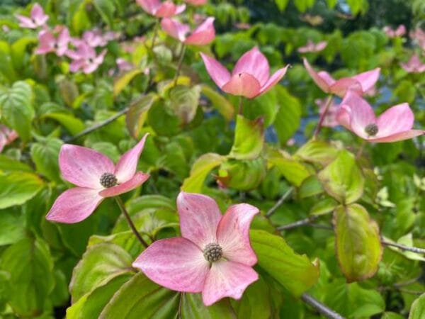 Cornus kousa 'Satomi'