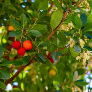 Arbutus unedo