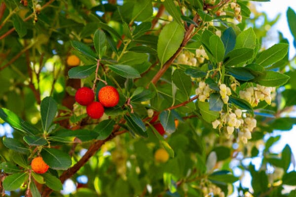 Arbutus unedo