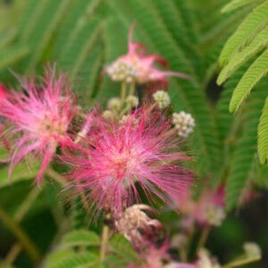 Albizia julibrissin