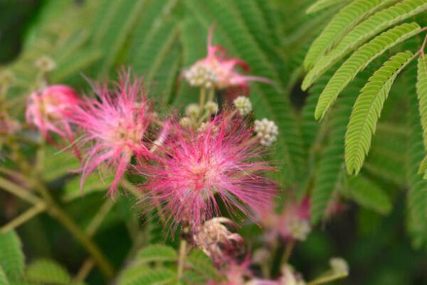 Albizia julibrissin