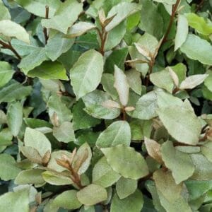 Elaeagnus x ebbingei