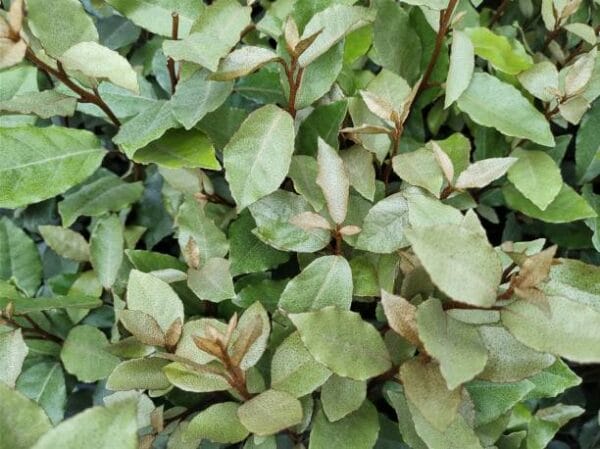 Elaeagnus x ebbingei
