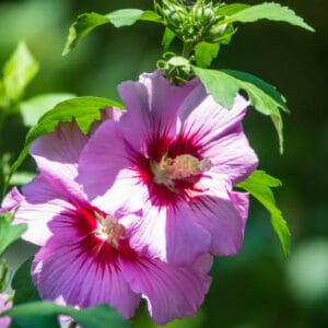 Hibiscus syriacus 'Russian Violet'