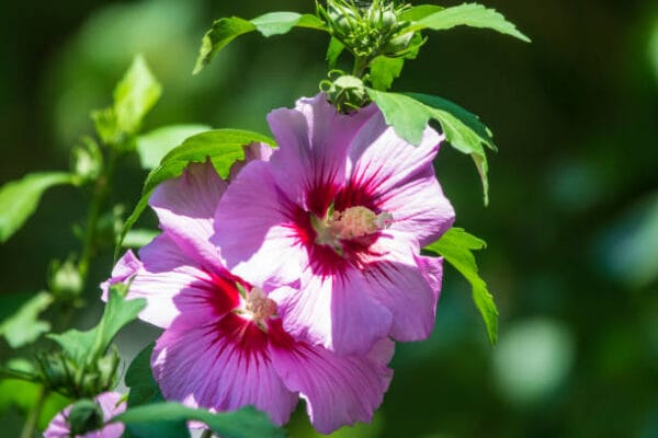 Hibiscus syriacus 'Russian Violet'