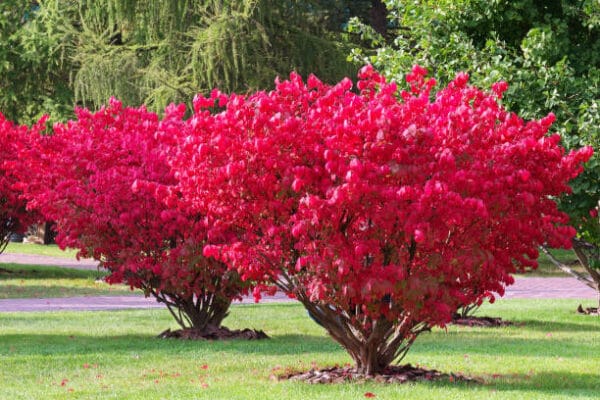Euonymus alatus