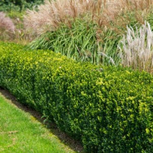 Buxus sempervirens