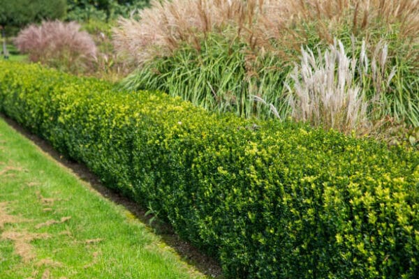 Buxus sempervirens