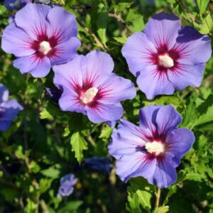 Hibiscus syriacus 'Oiseau Bleu'