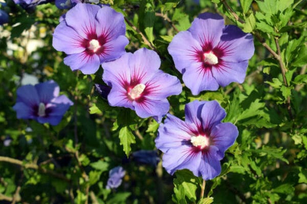 Hibiscus syriacus 'Oiseau Bleu'