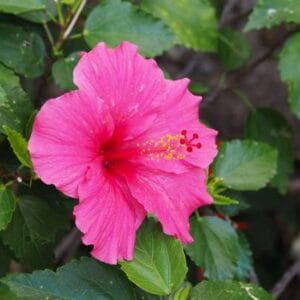 Hibiscus syriacus 'Pink Giant'