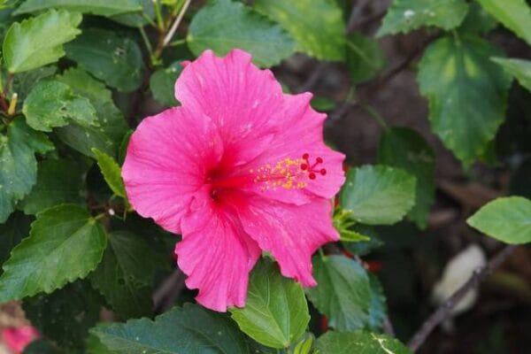 Hibiscus syriacus 'Pink Giant'