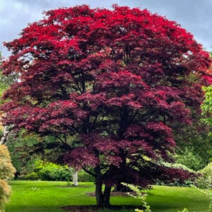 Acer du Japon palmatum 'Skeeters Broom'