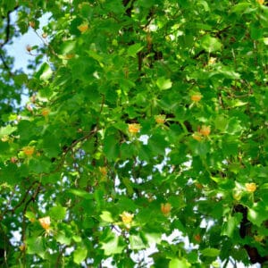 Liriodendron tulipifera