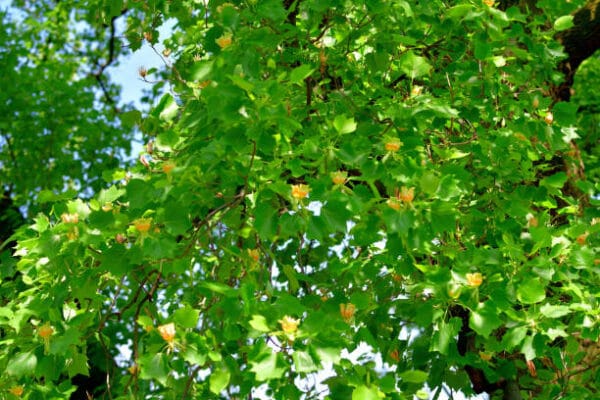 Liriodendron tulipifera