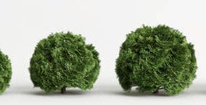 Cryptomeria japonica 'Globosa Nana' boule