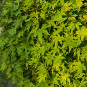 Acer du Japon palmatum 'Butterfly'