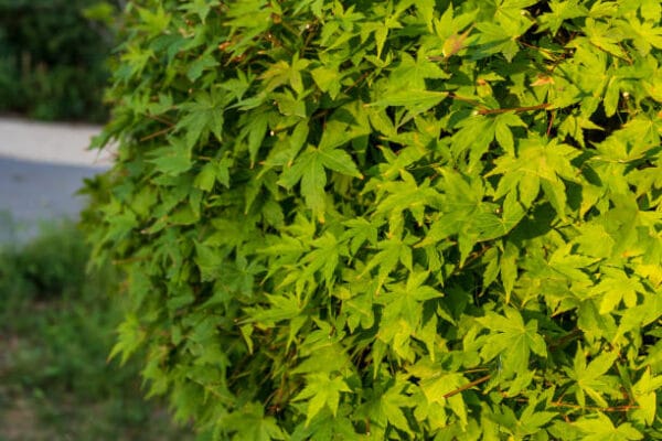 Acer du Japon palmatum 'Butterfly'