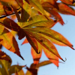 Acer du Japon palmatum 'Orange Dream'