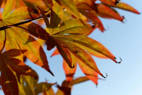Acer du Japon palmatum 'Orange Dream'