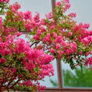 Lagerstroemia indica 'Coccinea'