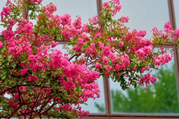 Lagerstroemia indica 'Coccinea'