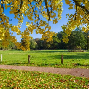 Ginkgo biloba (Salisburia adiantifolia)