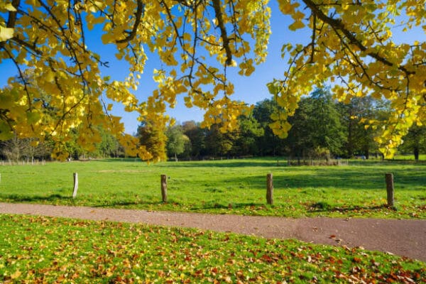 Ginkgo biloba (Salisburia adiantifolia)