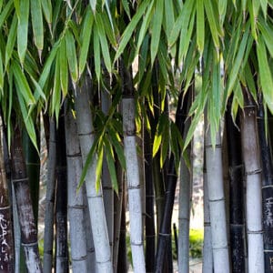 Bambusa nigra (Phyllostachys nigra)