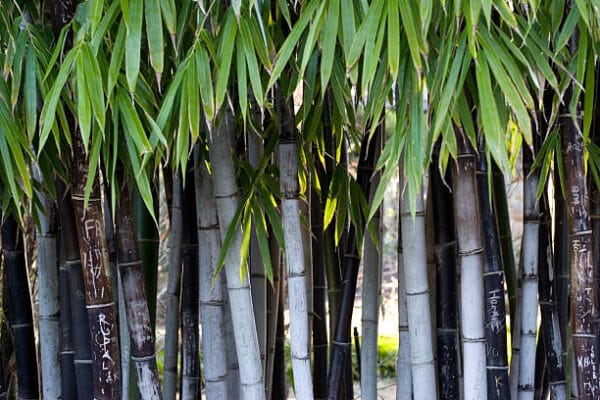 Bambusa nigra (Phyllostachys nigra)
