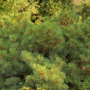 Cedrus robusta 'Glauca'