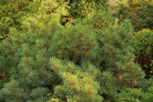Cedrus robusta 'Glauca'