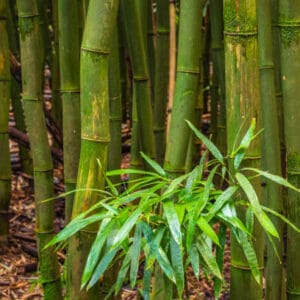 Bambusa Phyllostachys nidularia