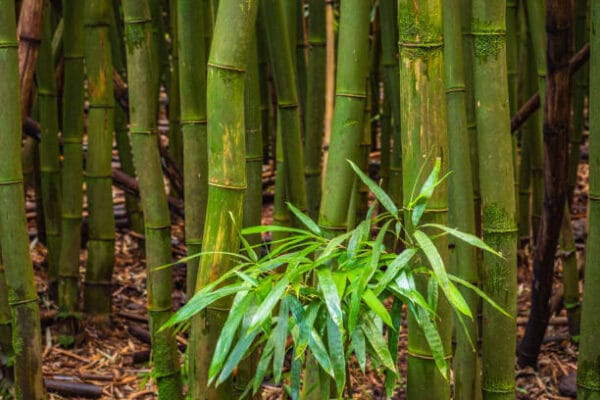 Bambusa Phyllostachys nidularia