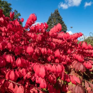 Euonymus alatus 'Compactus'
