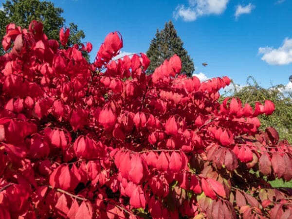 Euonymus alatus 'Compactus'