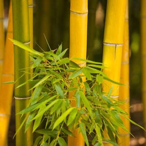 Bambusa Phyllostachys aurea 'Koi'