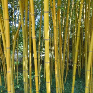 Bambusa Phyll. Aur. 'Aureocaulis' – 'Spectabilis'