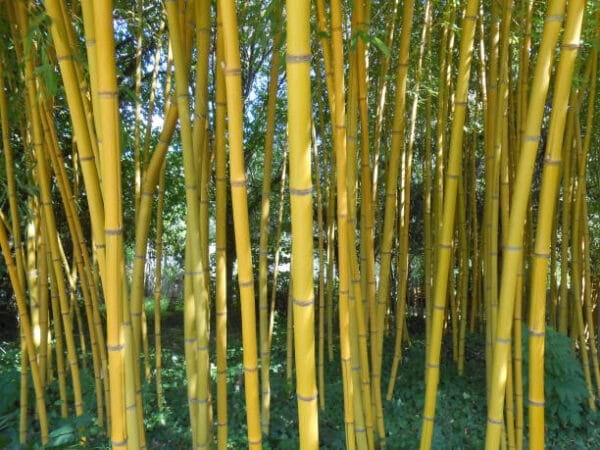 Bambusa Phyll. Aur. 'Aureocaulis' – 'Spectabilis'