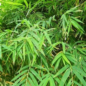 Bambusa Fargesia murieliae 'Rufa'