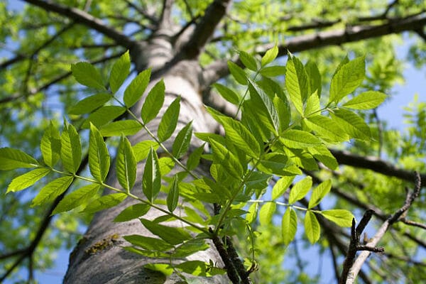 Fraxinus excelsior