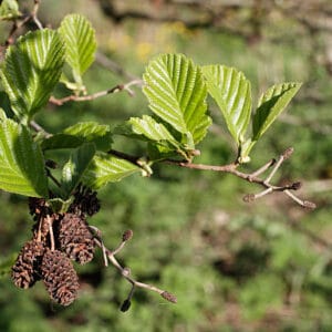 Alnus glutinosa