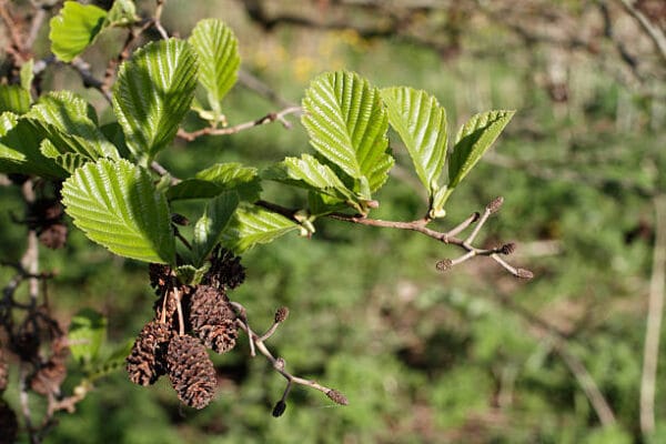 Alnus glutinosa