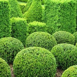 Buxus sempervirens boule 'Arborescens'