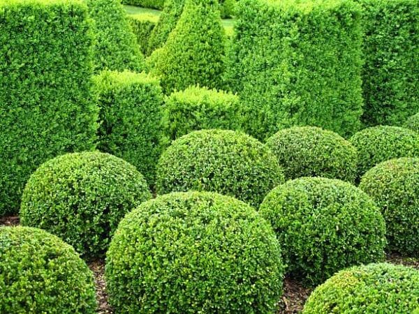 Buxus sempervirens boule 'Arborescens'
