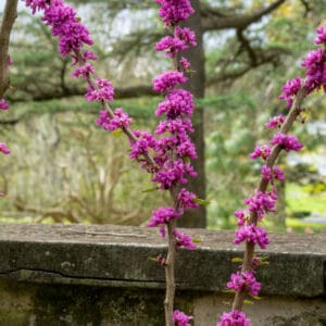 Cercis chinensis 'Avondale'