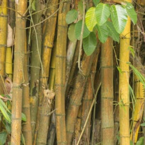 Bambusa Phyll. Bamb, 'Castilloni'