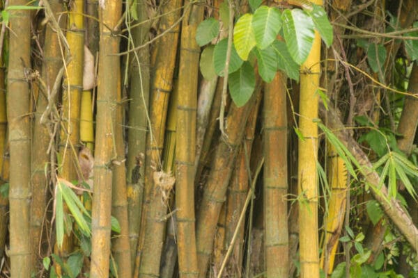 Bambusa Phyll. Bamb, 'Castilloni'